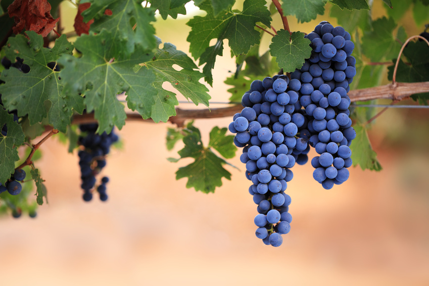 Ripe black grapes on vine
